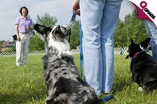 For QR39 Teach your Fur Babies some Manners with a Dog Behavior & Training Online Course! (QR760 Value)